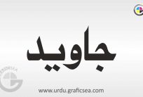 Javeed, Javaid Urdu Name Calligraphy Free-